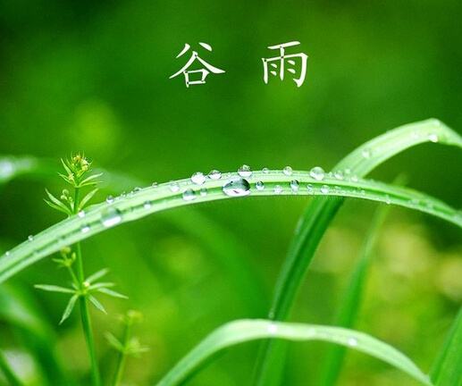 谷雨节气到！养生总原则：重养肝祛湿