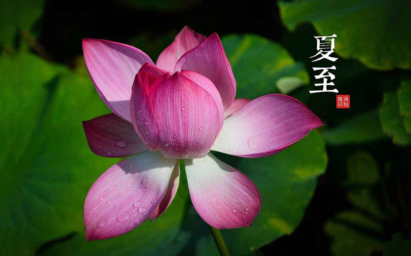 夏至养生：不同的体质有不同的方法