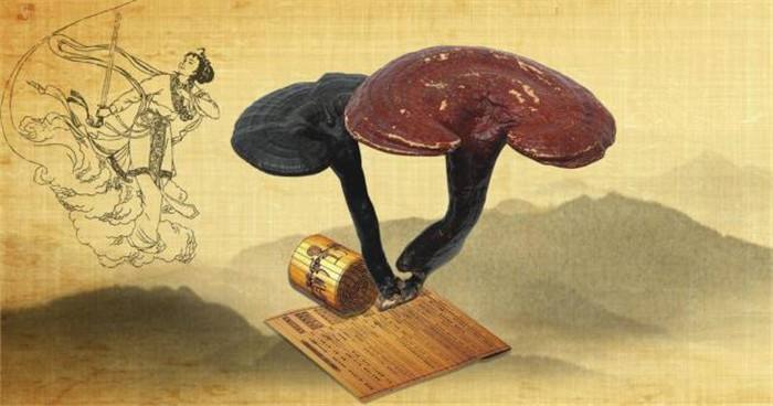 凤凰涅槃：灵芝孢子粉的蜕变历程